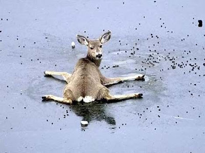 bambi-on-ice.jpg