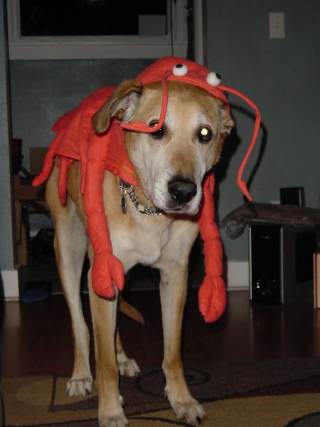 Lobster%20Dog%201.jpg