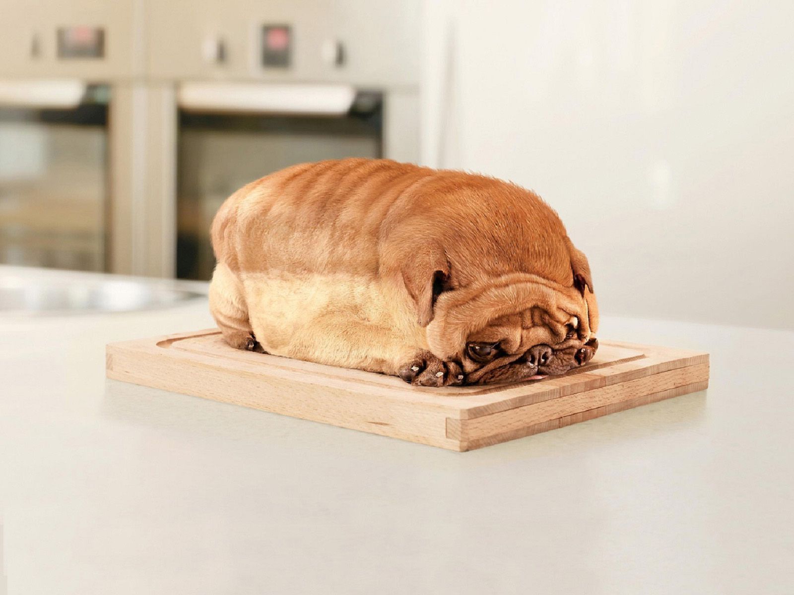 1-bread-dog.jpg