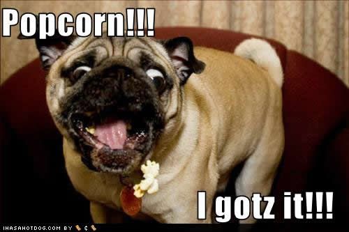 funny-dog-pictures-popcorn-gotz.jpg