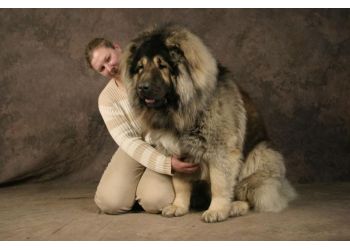 Caucasian+Shepherd.jpg