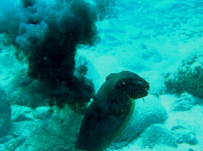 AndyCarter-CuttlefishShootingInk-nearTenerifeCanaryIslands-2008Aug12-Flickr.jpg