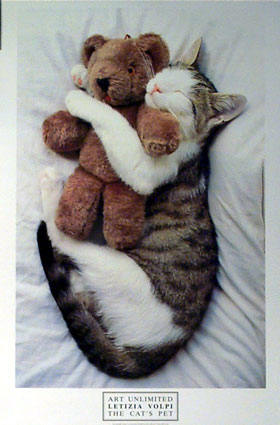 Mysterious_Ways_Cat_with_Teddy_Bear.jpg