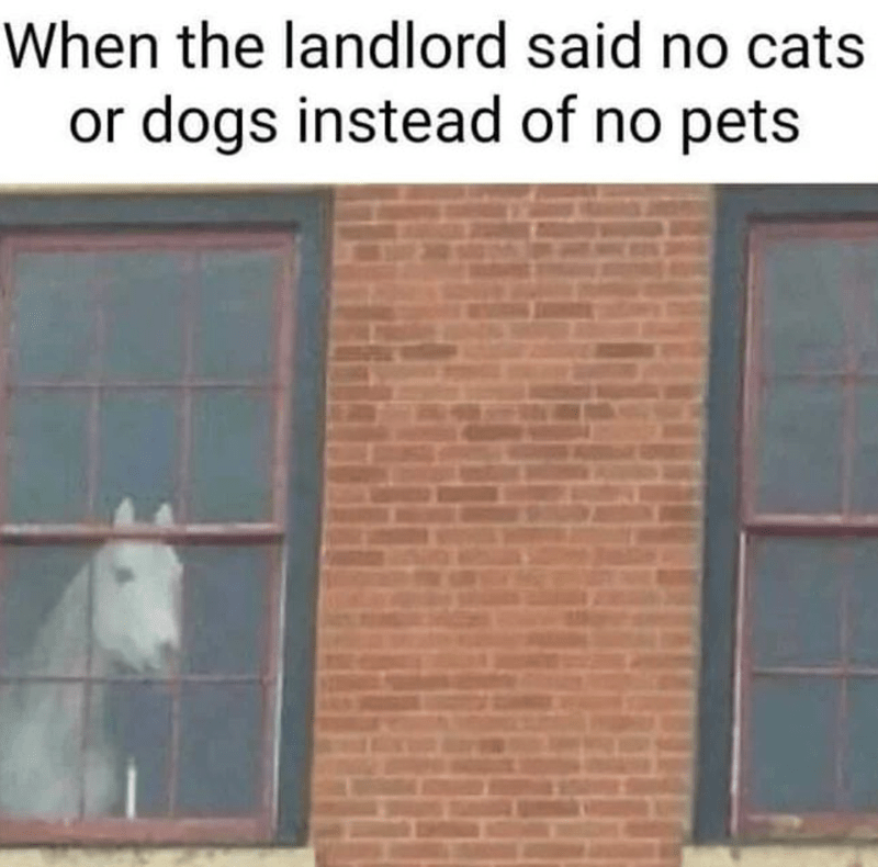 landlord-said-no-cats-or-dogs-instead-no-pets