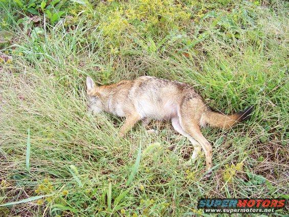 11-sep-10-coyote-002.jpg