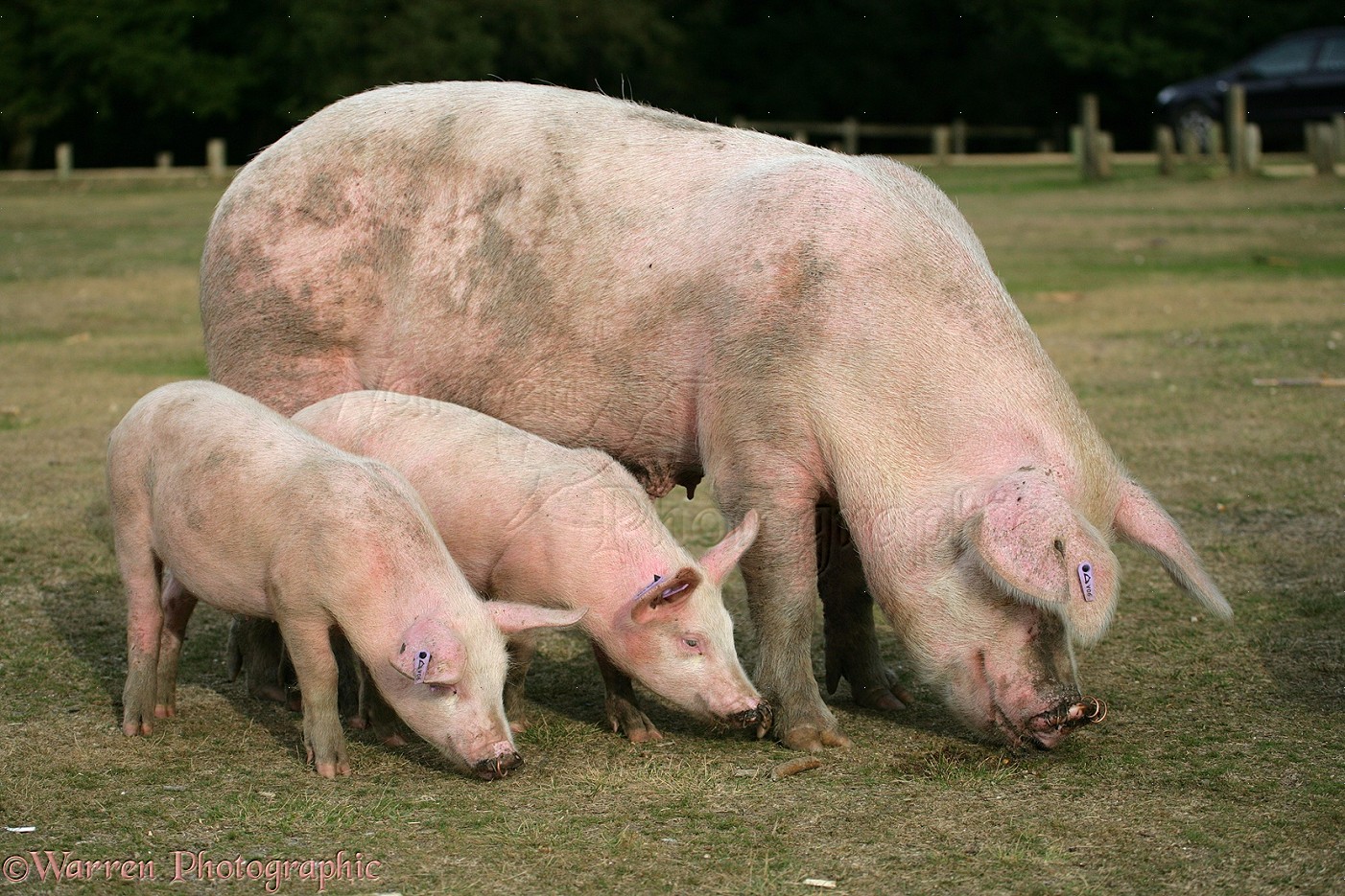 13542-Pig-and-piglets.jpg