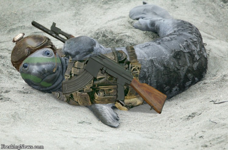 funny-seal-06.jpg