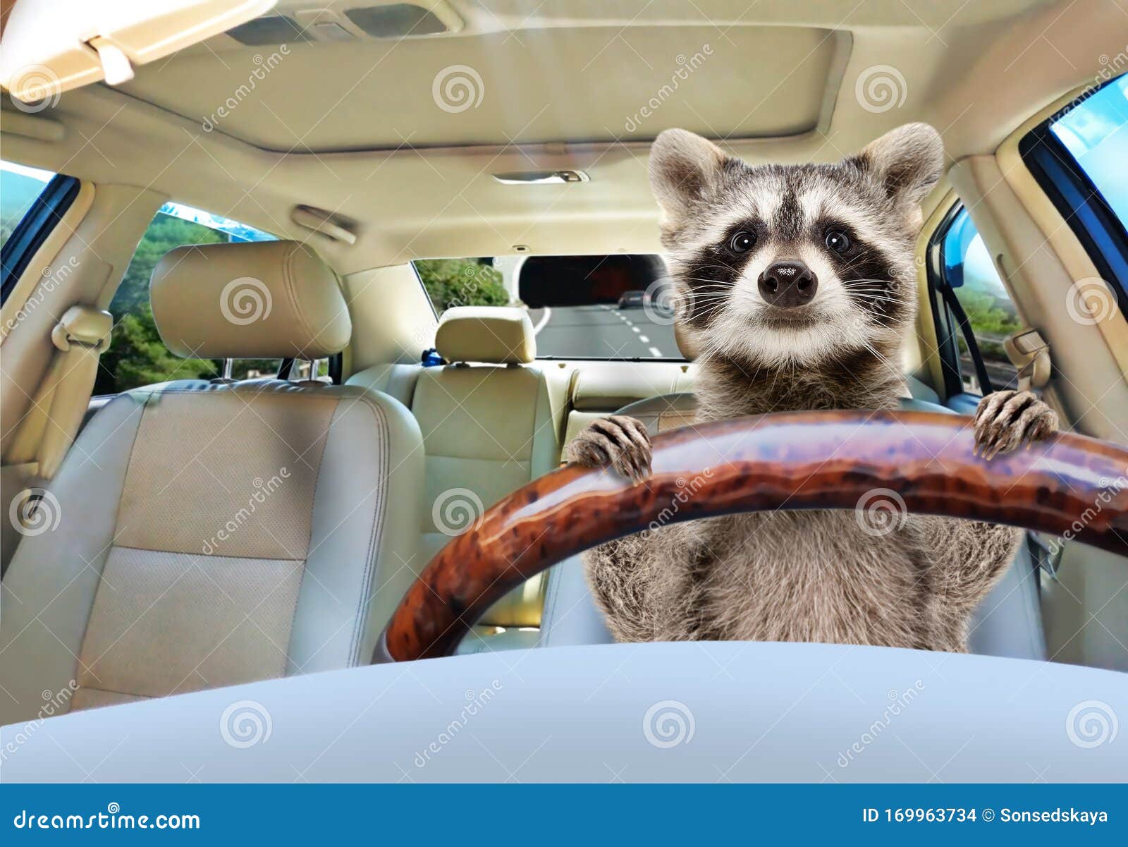 portrait-funny-raccoon-driving-car-169963734.jpg