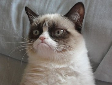 Grumpy-Cat1.jpg