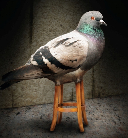 stool-pigeon.jpg