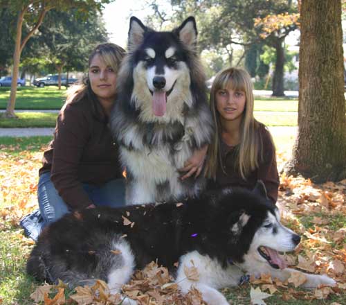 hudsons-malamutes-miki29.jpg