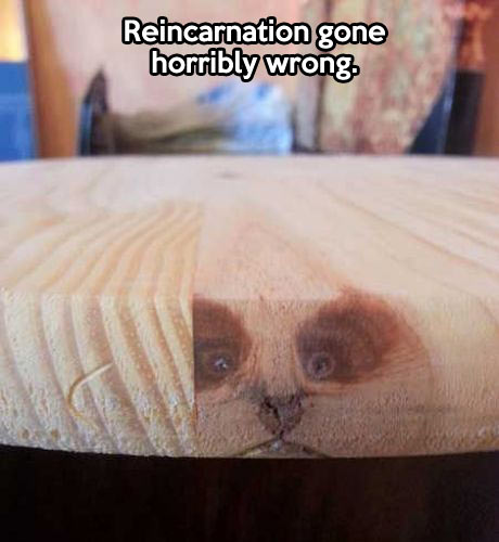 funny-wood-animal-face1.jpg