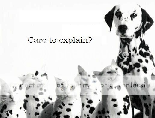 funny-cat-and-dog-picture-dalmation.jpg