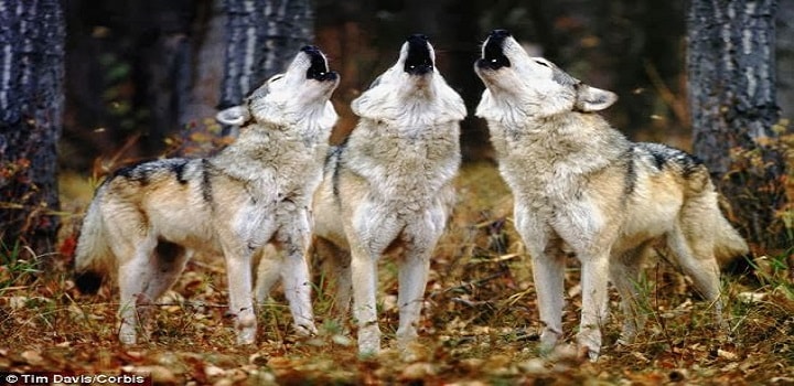 Coyotes-group-Howl.jpg