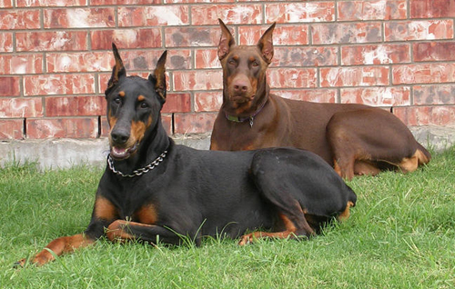 rust-doberman-with-black-doberman1.jpg