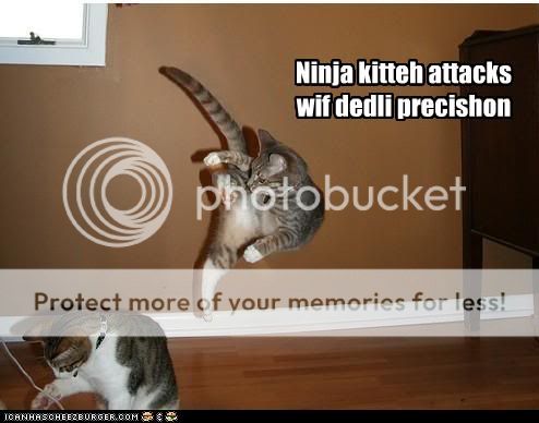 funny-pictures-ninja-cat-attacks.jpg