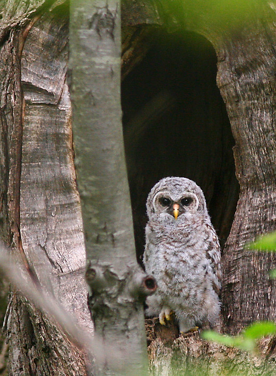 naturebirdowltree-XL.jpg