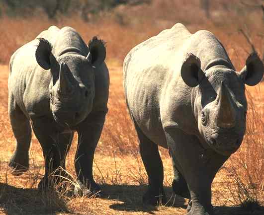 Rhinoceros_pair_walkabout.jpg