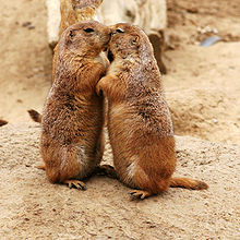 220px-Kissing_Prairie_dog_edit_3.jpg