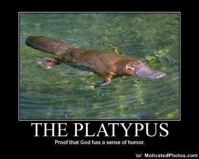 platypus-poster.jpg