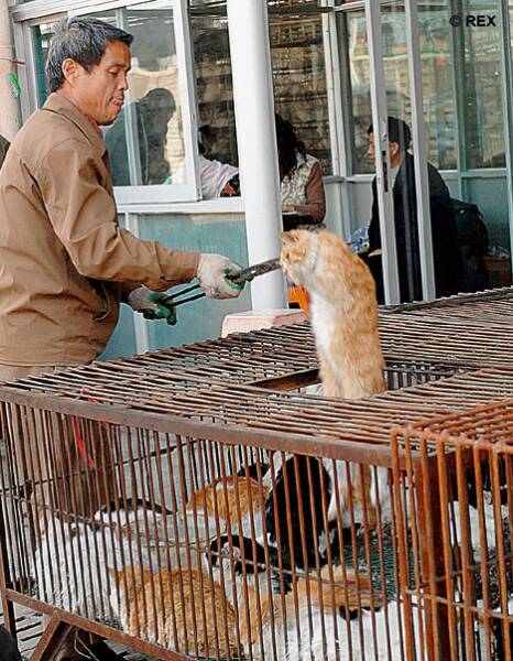 china-cats_in_meat_market2_op_466x600.jpg