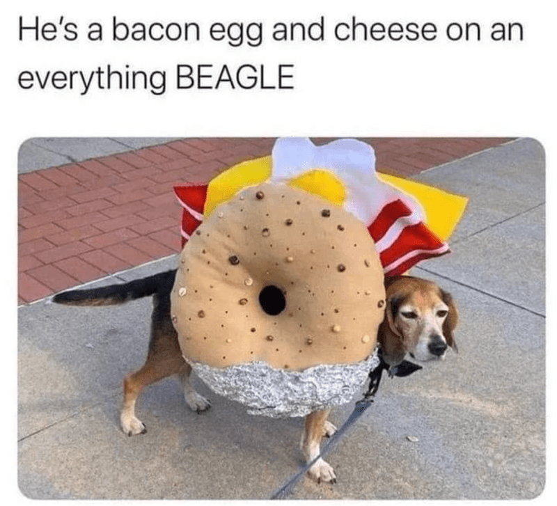 hes-bacon-egg-and-cheese-on-an-everything-beagle