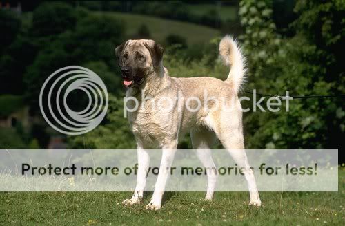 AnatolianShepherd.jpg