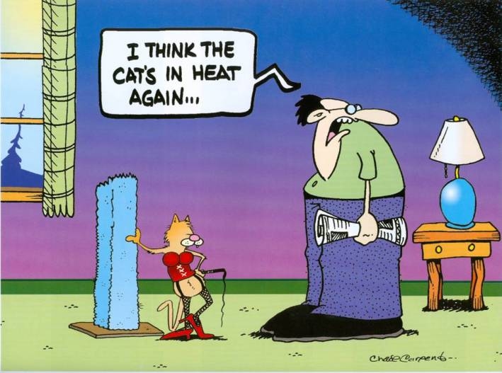 cat-heat.jpg