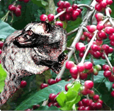 civet-coffee.gif