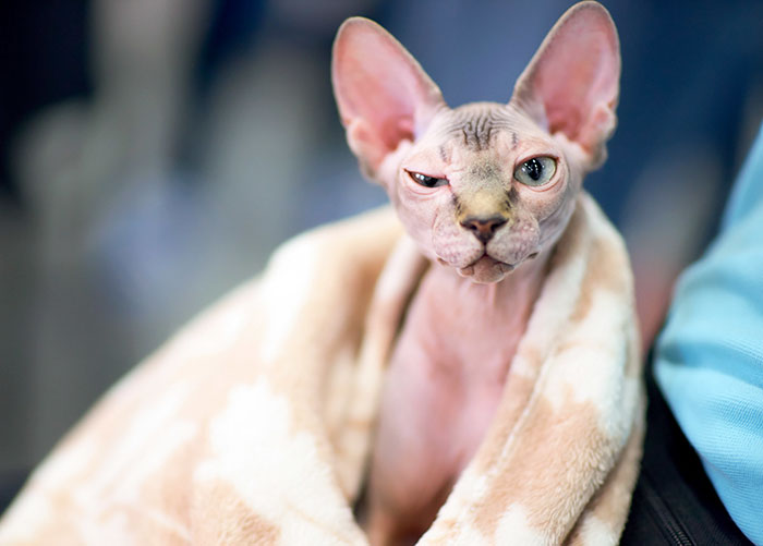 shaved-kittens-sold-sphynx-cats-5.jpg