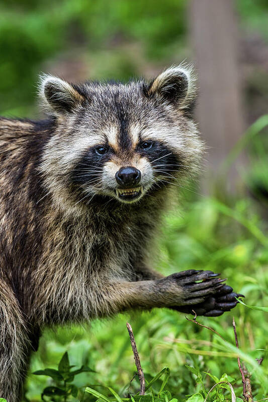 smiling-raccoon-paul-freidlund.jpg