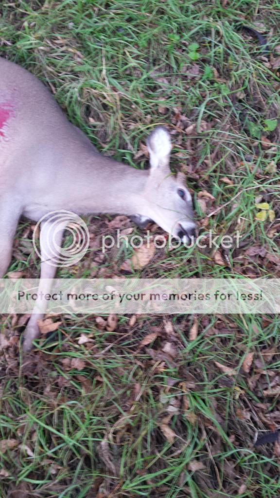 Deer_zps7043a277.jpg