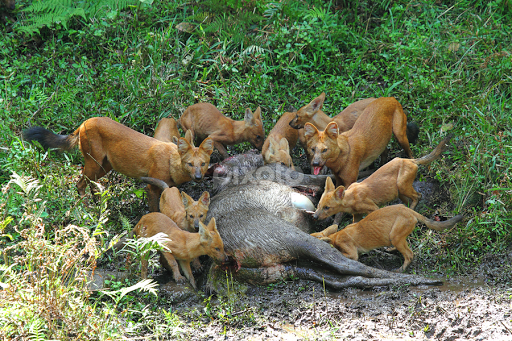 wild-dog-with-kill-of-sambar-deer-4640602983497728.jpg