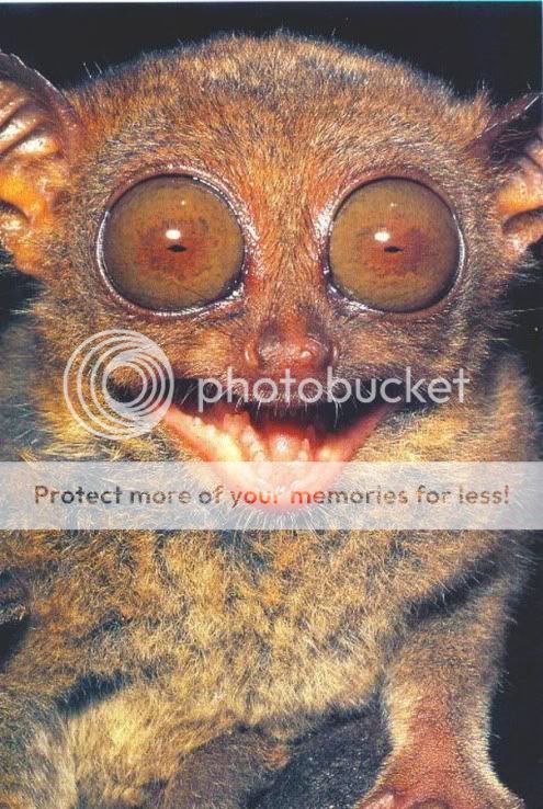 tarsiers202.jpg