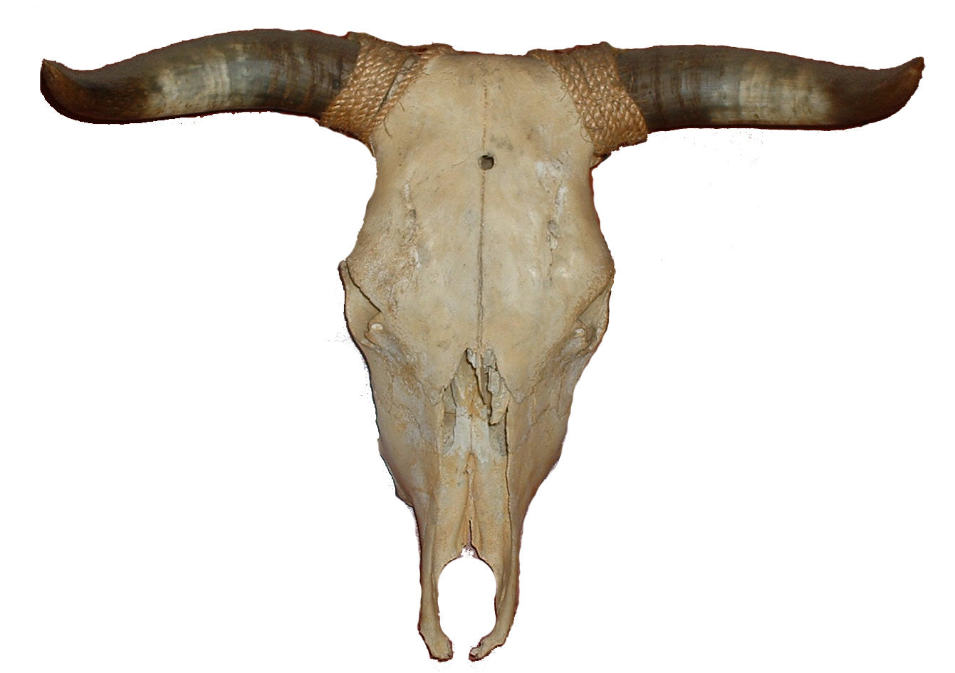 Bull_Skull_by_Cynthetic.jpg