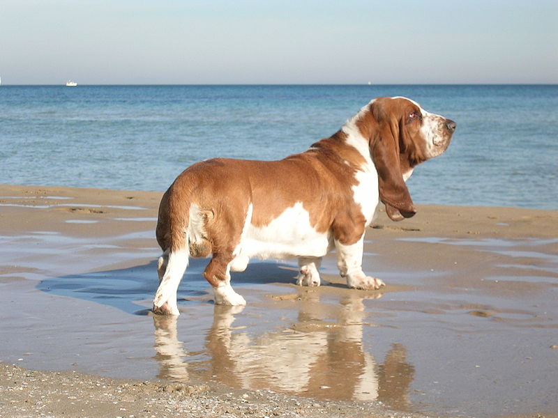 800px-BassetHound.jpg