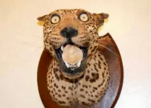 radiotaxidermy-300x215.png