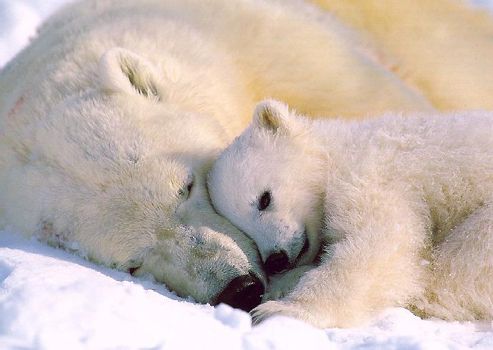 mom-baby-polar-bears.jpg