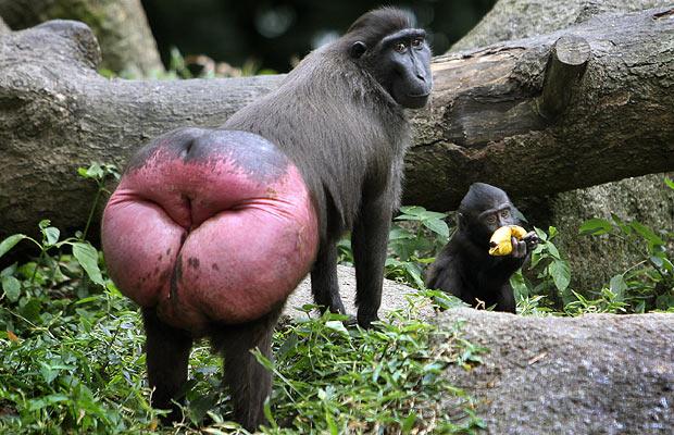 monkey-ass_weird_animal_pictures.jpg