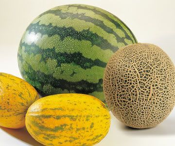 melons.jpg