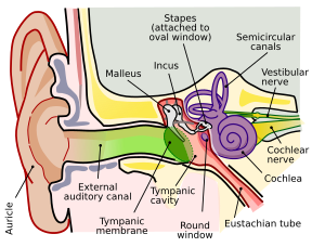 300px-Anatomy_of_the_Human_Ear.svg.png