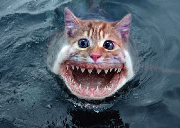 sharkcat.jpg