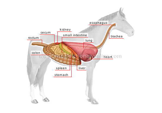 anatomy-horse.jpg