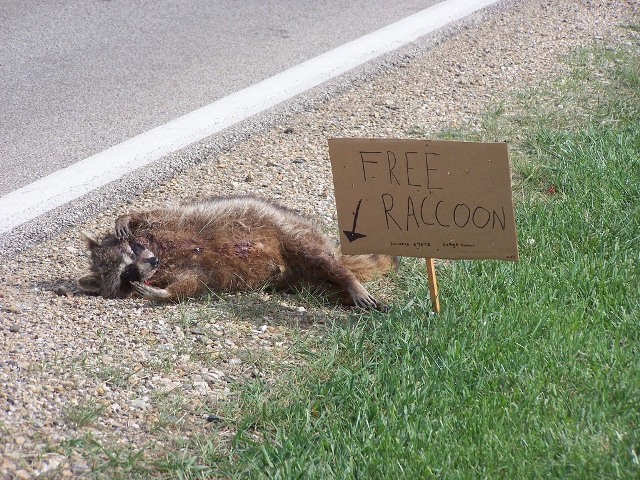 free-raccoon.jpg