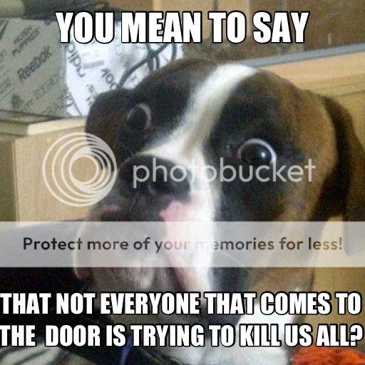 Epiphany-Dog-Tries-To-Understand-The-Door-Knock.jpg