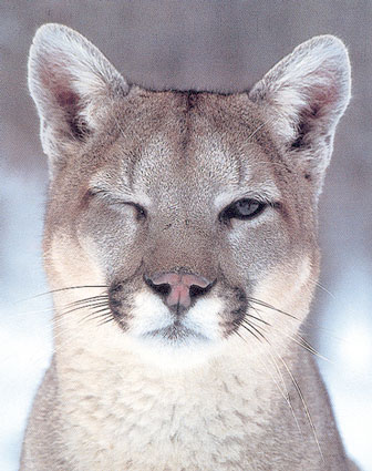 winkingcougar.jpg