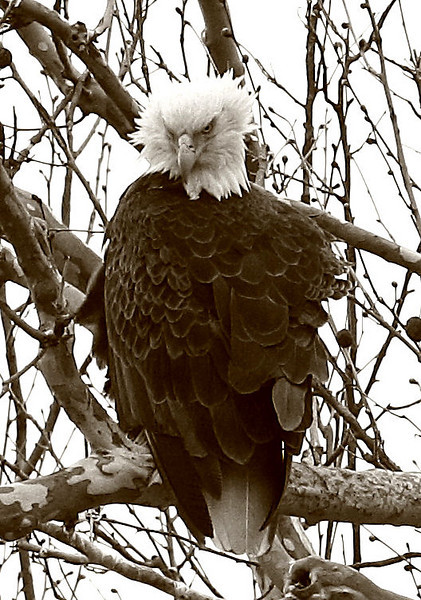 naturebirdeagleperchwindy%281%29B%26W-L.jpg