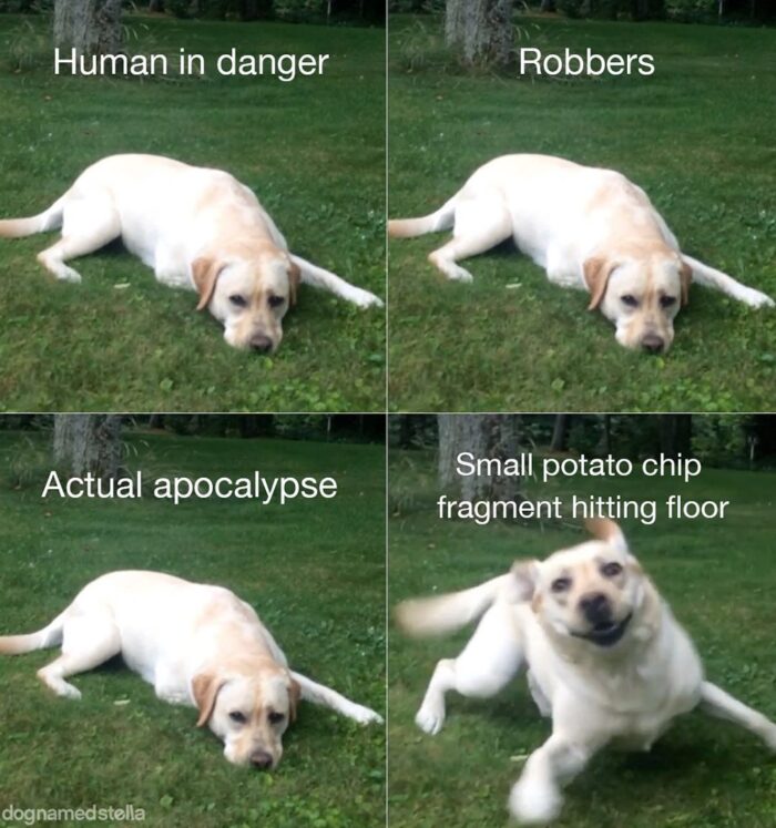 dog-meme-15-1-e1585338997331.jpg