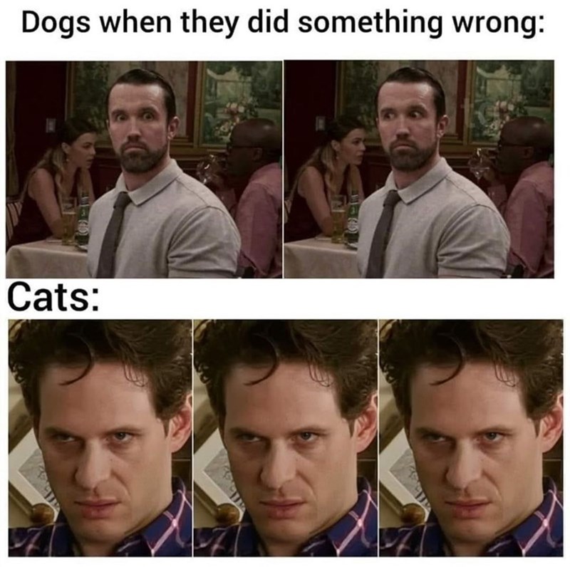 dogs-they-did-something-wrong-cats