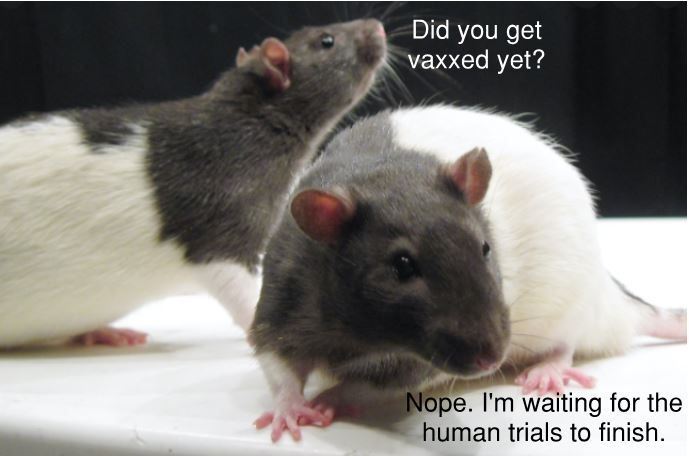 rat_vax_13b36ffe466c993cc4461c31618f2cbd17e48596.jpg